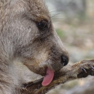 Macropus giganteus at Garran, ACT - 2 Nov 2018