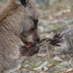 Macropus giganteus at Garran, ACT - 2 Nov 2018