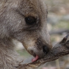 Macropus giganteus at Garran, ACT - 2 Nov 2018