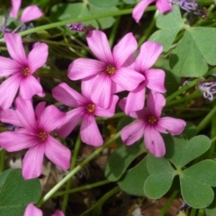 Oxalis articulata (Shamrock) at Yarralumla, ACT - 3 Nov 2018 by RWPurdie