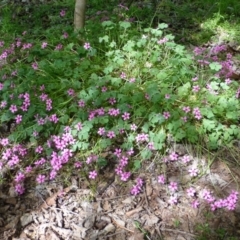 Oxalis articulata at Yarralumla, ACT - 4 Nov 2018 12:00 AM