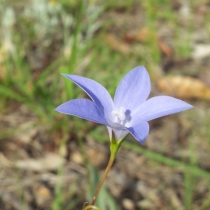 Wahlenbergia stricta subsp. stricta at Kambah, ACT - 4 Nov 2018