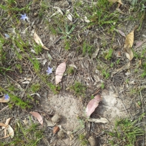 Wahlenbergia stricta subsp. stricta at Kambah, ACT - 4 Nov 2018