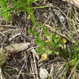 Wahlenbergia stricta subsp. stricta at Kambah, ACT - 4 Nov 2018