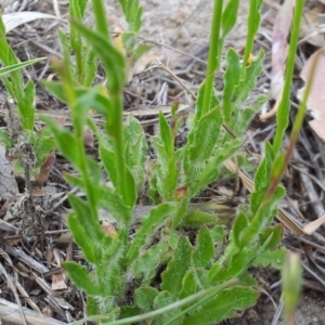 Wahlenbergia stricta subsp. stricta at Kambah, ACT - 4 Nov 2018