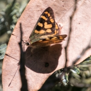 Argynnina cyrila at Mount Clear, ACT - 31 Oct 2018 12:31 PM