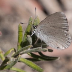 Candalides heathi (Rayed Blue) at Mount Clear, ACT - 31 Oct 2018 by SWishart