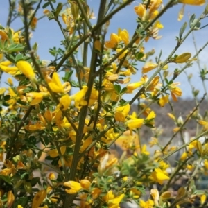 Genista monspessulana at Jerrabomberra, ACT - 4 Nov 2018 10:45 AM