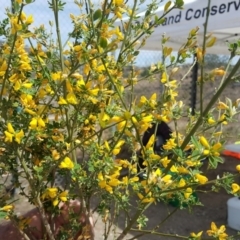 Genista monspessulana at Jerrabomberra, ACT - 4 Nov 2018