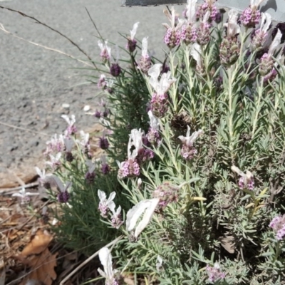 Lavandula stoechas (Spanish Lavender or Topped Lavender) at Isaacs Ridge - 3 Nov 2018 by Mike