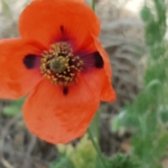 Papaver dubium (Longhead Poppy) at Tuggeranong DC, ACT - 11 Nov 2018 by Mike