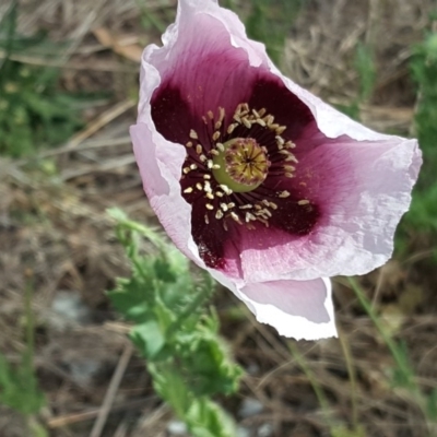 Papaver somniferum subsp. setigerum (Opium Poppy) at Isaacs Ridge - 3 Nov 2018 by Mike