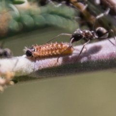 Jalmenus evagoras at Stromlo, ACT - 4 Nov 2018 02:44 PM