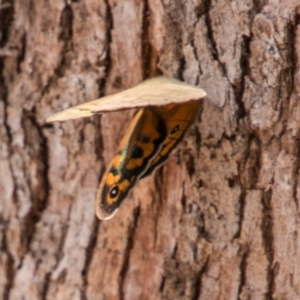 Heteronympha merope at Chapman, ACT - 4 Nov 2018