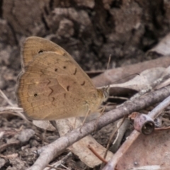 Heteronympha merope at Chapman, ACT - 4 Nov 2018