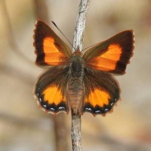 Paralucia aurifera at Paddys River, ACT - 4 Nov 2018