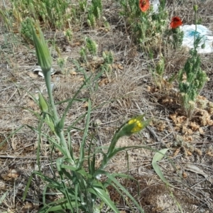 Tragopogon dubius at Isaacs Ridge and Nearby - 4 Nov 2018