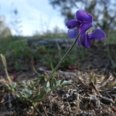 Swainsona sericea (Silky Swainson-Pea) at Googong, NSW - 4 Nov 2018 by Wandiyali