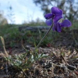 Swainsona sericea at Googong, NSW - 4 Nov 2018