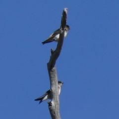 Petrochelidon nigricans (Tree Martin) at Wandiyali-Environa Conservation Area - 3 Nov 2018 by Wandiyali