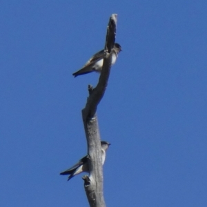 Petrochelidon nigricans at Environa, NSW - 4 Nov 2018 07:15 AM