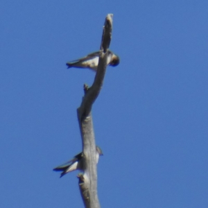 Petrochelidon nigricans at Environa, NSW - 4 Nov 2018 07:15 AM