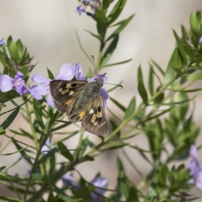 Trapezites phigalia (Heath Ochre) at Hackett, ACT - 4 Nov 2018 by AlisonMilton