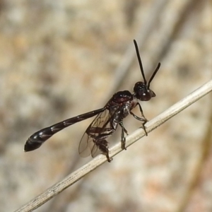 Pseudofoenus sp. (genus) at Paddys River, ACT - 4 Nov 2018