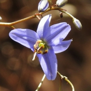 Dianella revoluta var. revoluta at Tharwa, ACT - 4 Nov 2018