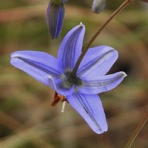 Dianella revoluta var. revoluta at Tharwa, ACT - 4 Nov 2018