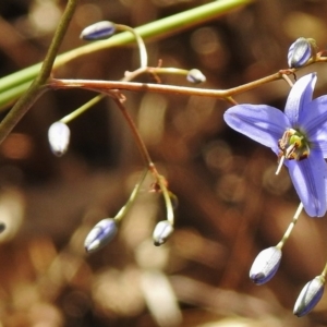 Dianella revoluta var. revoluta at Tharwa, ACT - 4 Nov 2018