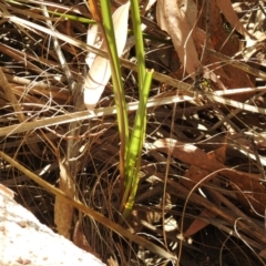 Dianella revoluta var. revoluta at Tharwa, ACT - 4 Nov 2018