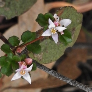 Boronia algida at Tharwa, ACT - 4 Nov 2018