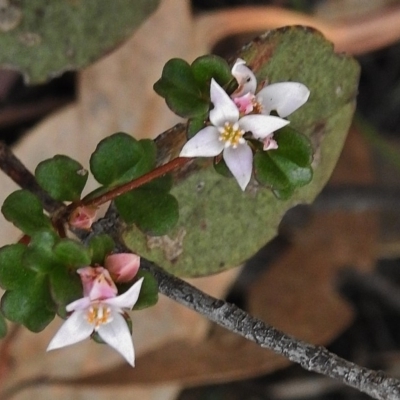 Boronia algida (Alpine Boronia) at Tharwa, ACT - 4 Nov 2018 by JohnBundock