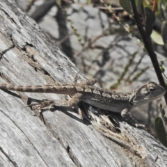 Amphibolurus muricatus (Jacky Lizard) at Paddys River, ACT - 4 Nov 2018 by JohnBundock