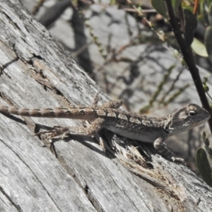 Amphibolurus muricatus at Paddys River, ACT - 4 Nov 2018