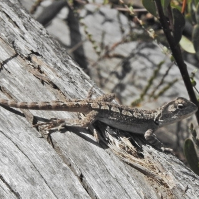Amphibolurus muricatus (Jacky Lizard) at Paddys River, ACT - 4 Nov 2018 by JohnBundock