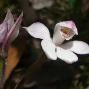 Caladenia alpina at Cotter River, ACT - 4 Nov 2018