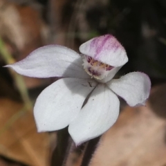 Caladenia alpina at Cotter River, ACT - 4 Nov 2018