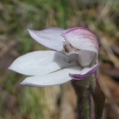 Caladenia alpina at Cotter River, ACT - 4 Nov 2018