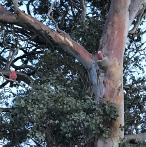 Eolophus roseicapilla at Chapman, ACT - 4 Nov 2018 07:45 PM