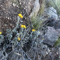 Chrysocephalum apiculatum (Common Everlasting) at Chapman, ACT - 4 Nov 2018 by Nat