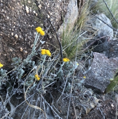 Chrysocephalum apiculatum (Common Everlasting) at Chapman, ACT - 4 Nov 2018 by Nat