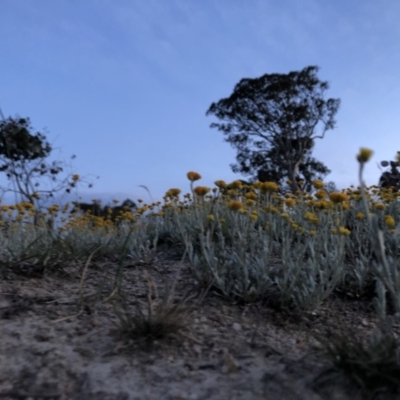 Chrysocephalum apiculatum (Common Everlasting) at Stromlo, ACT - 4 Nov 2018 by Nat