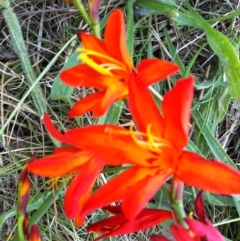 Crocosmia x crocosmiiflora (Montbretia) at Hall, ACT - 21 Jan 2011 by JanetRussell