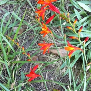 Crocosmia x crocosmiiflora at Hall, ACT - 21 Jan 2011