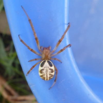 Phonognatha graeffei (Leaf Curling Spider) at Hall Cemetery - 10 Mar 2012 by JanetRussell
