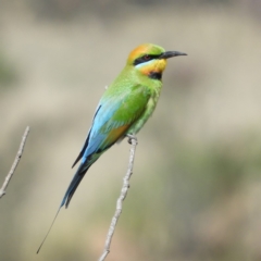 Merops ornatus (Rainbow Bee-eater) at Greenway, ACT - 3 Nov 2018 by MatthewFrawley