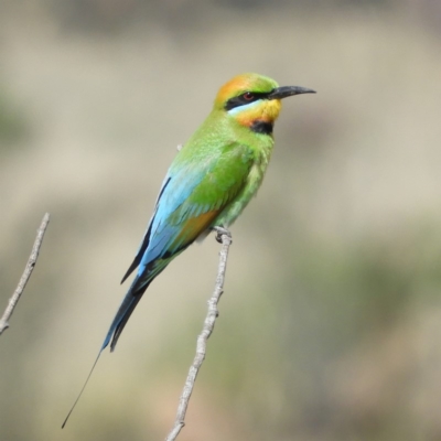 Merops ornatus (Rainbow Bee-eater) at Greenway, ACT - 3 Nov 2018 by MatthewFrawley