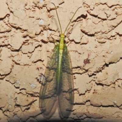 Mallada traviatus (Goldeneye Lacewing) at Wanniassa, ACT - 4 Nov 2018 by JohnBundock